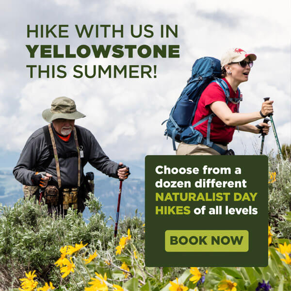 Hike with us in Yellowstone this summer!