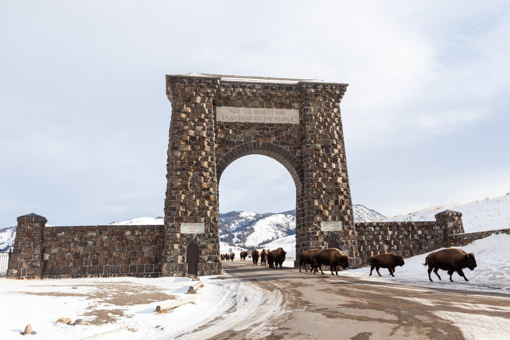 Bison walking through the Roosevelt Arch in winter.