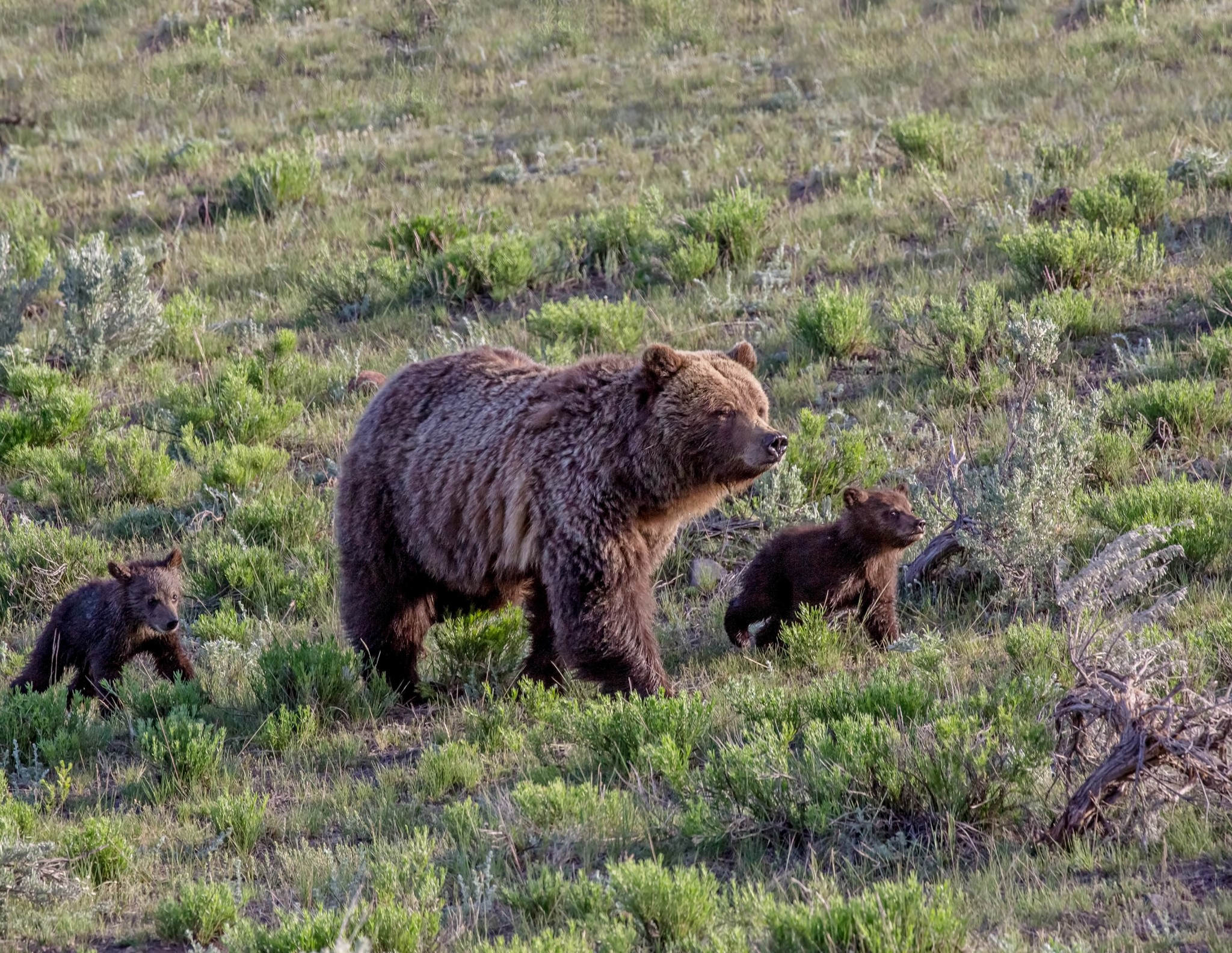 YF_GrizzlyBear1_LittleAmericaArea_June2016_FuttererJim.jpg