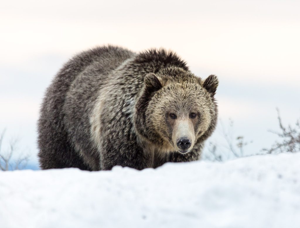 Bear Hibernation: 5 Fun Facts - Yellowstone Forever