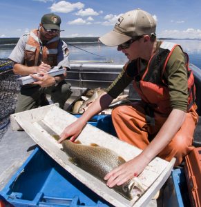 NPS staff measure a lake trout