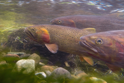 Cutthroat Trout