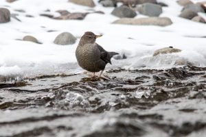 American Dipper