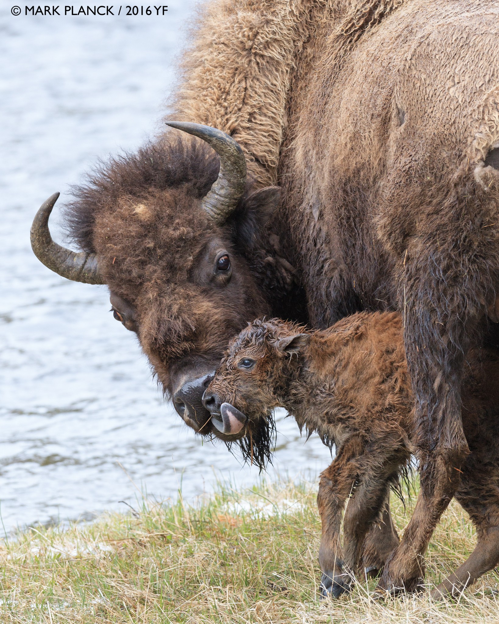 1st Place Amateur: Mark Planck, Bison and Newborn Calf
