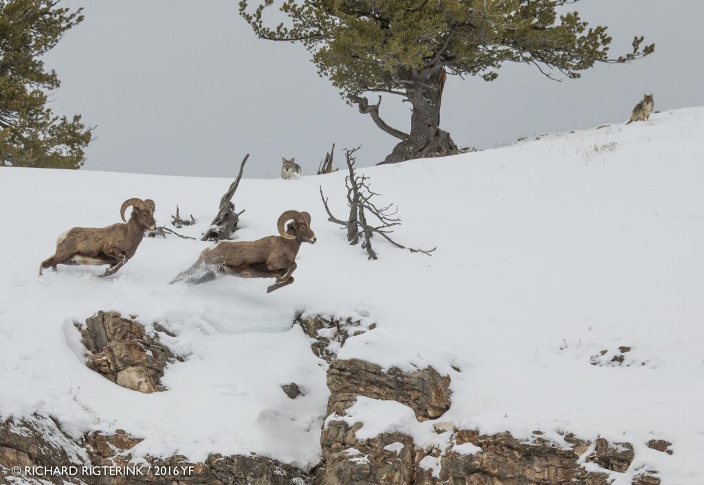 2nd Place Amateur: Richard Rigterink, Bighorn Sheep and Coyotes, Lamar Valley