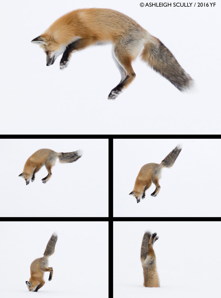 Ashleigh Scully, at age 14, Red Fox Leaping Series, Lamar Valley