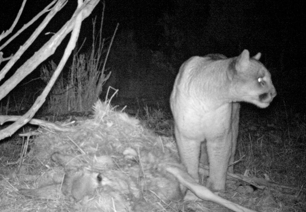 Male cougar photographed from remote camera