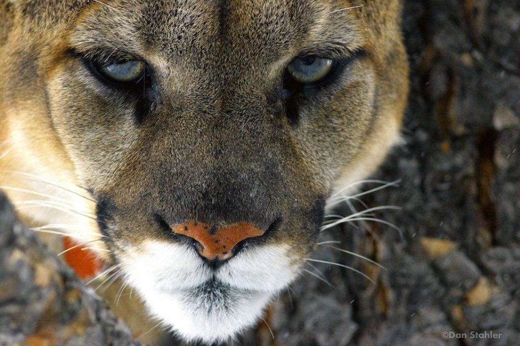 Yellowstone Cougar