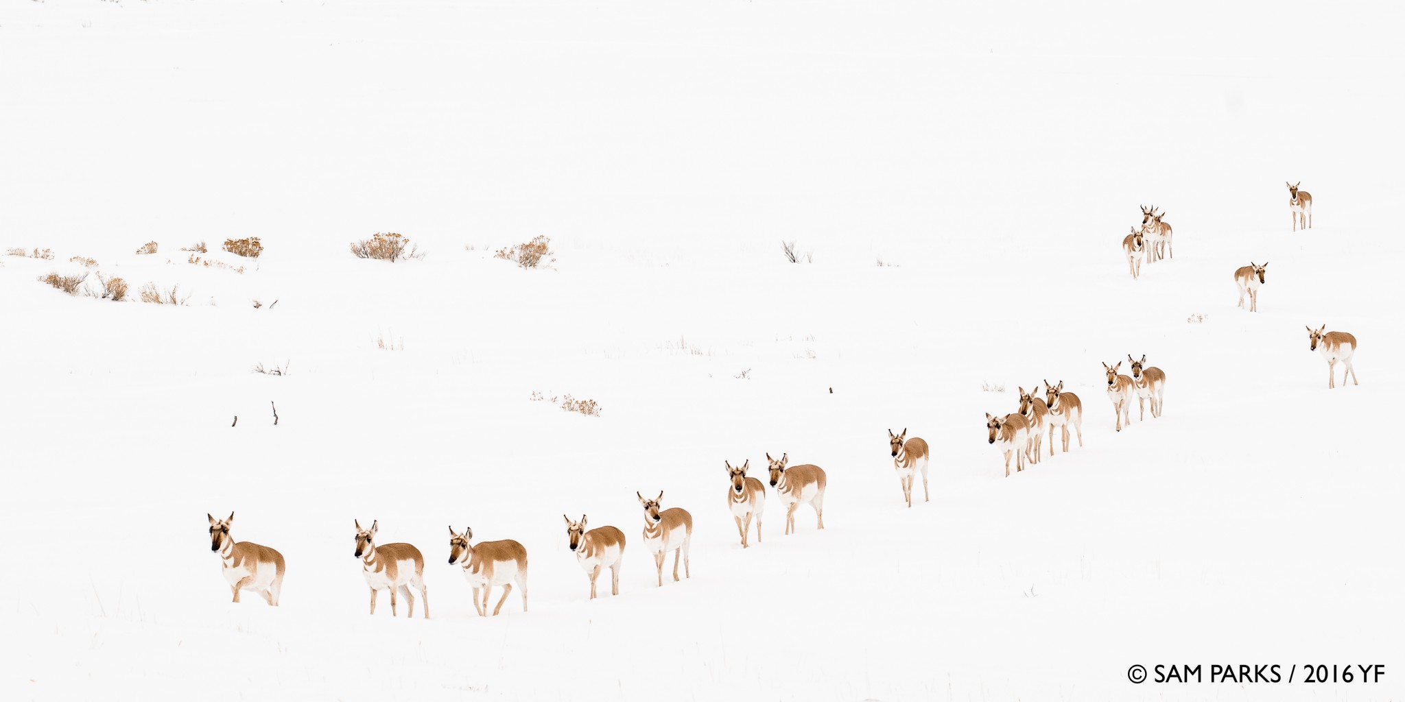 1st Place Pro: Sam Parks, Pronghorn Herd