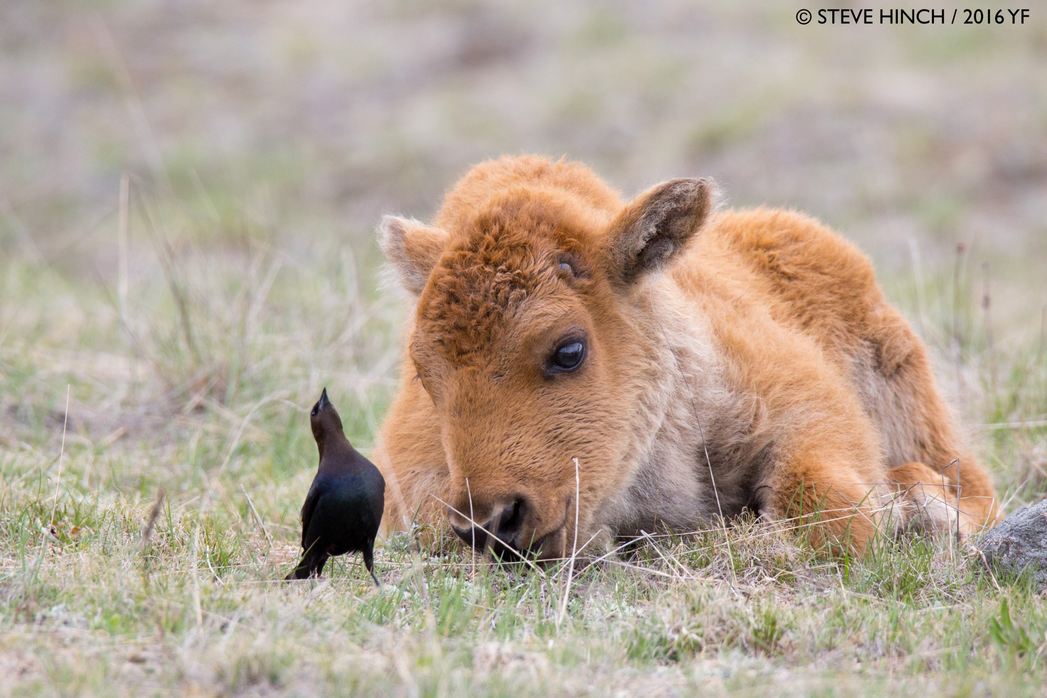 2nd Place Pro: Steve Hinch, Bison Calf and Cowbird