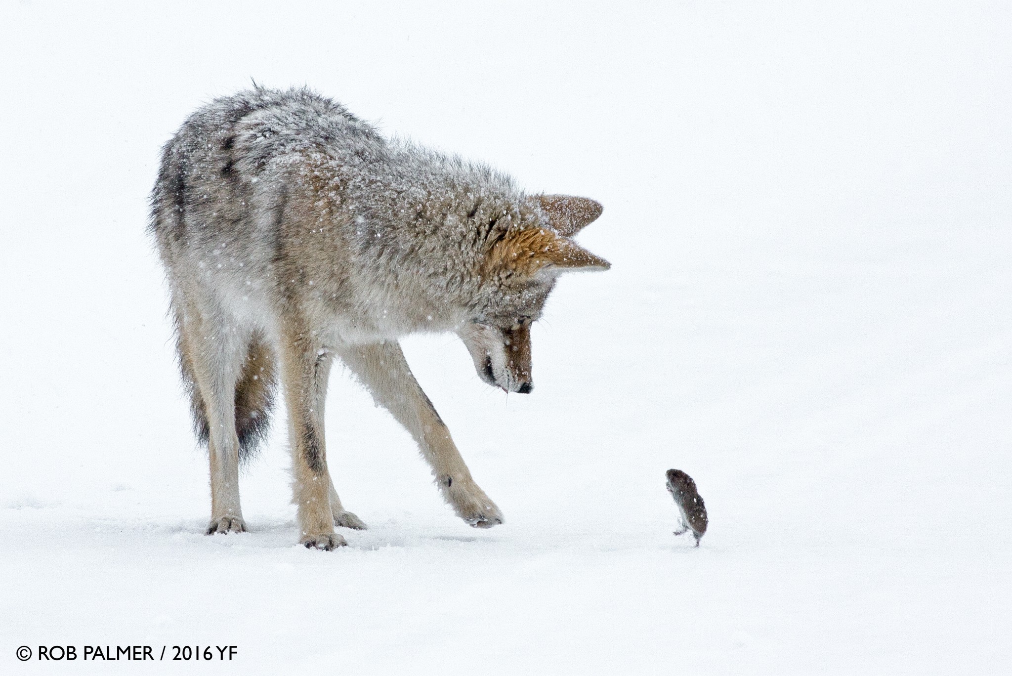 3rd Place Pro: Rob Palmer, Coyote and Vole