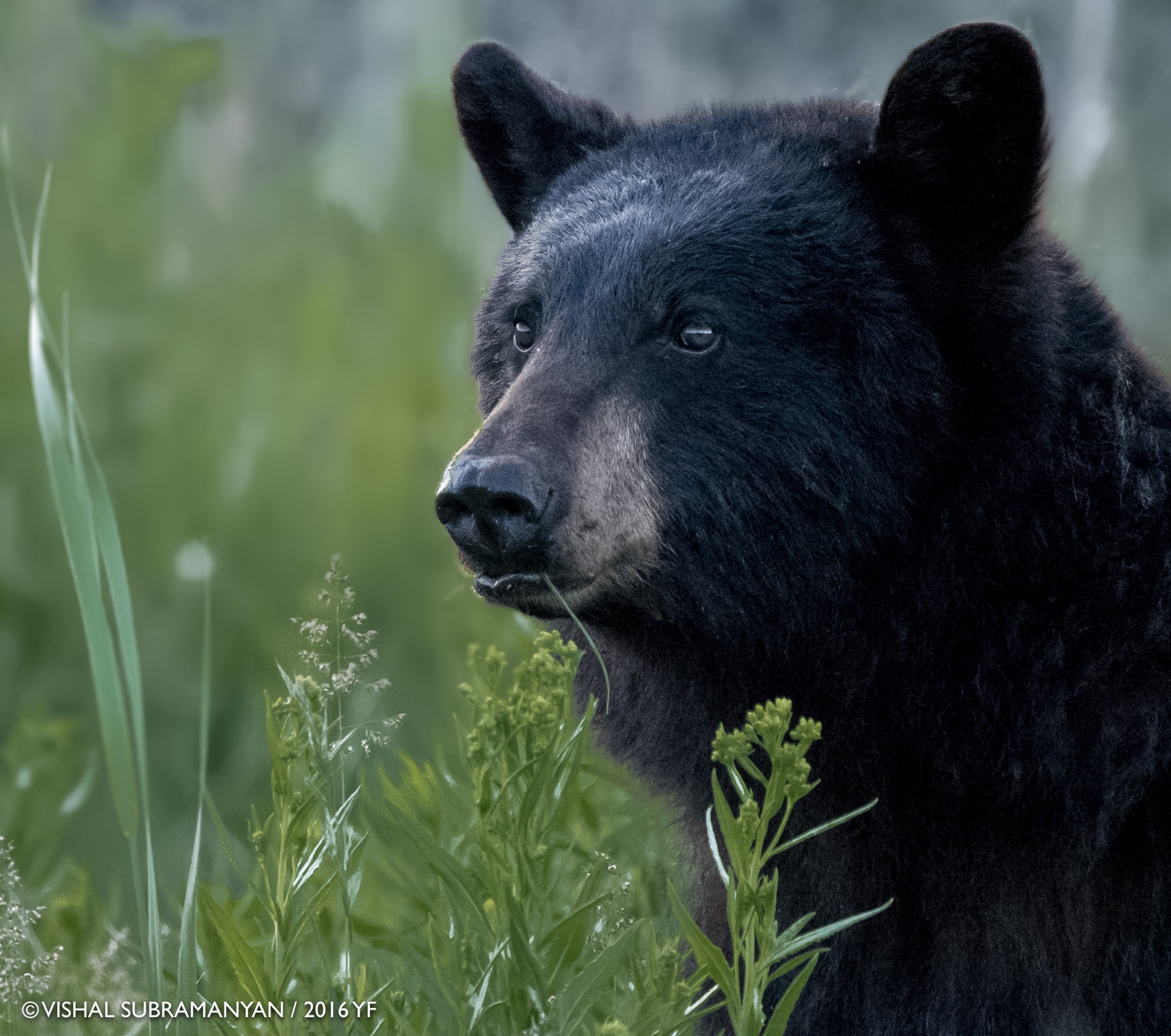 2nd Place Youth: Vishal Subrahmanyan, Black Bear