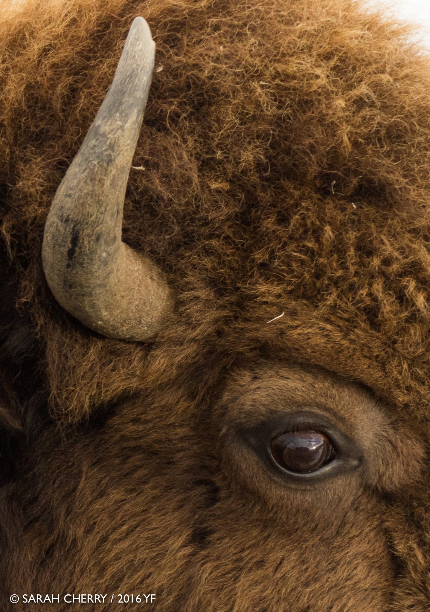 3rd Place Youth: Sarah Cherry, at age 16, Bison Closeup, Lamar Valley