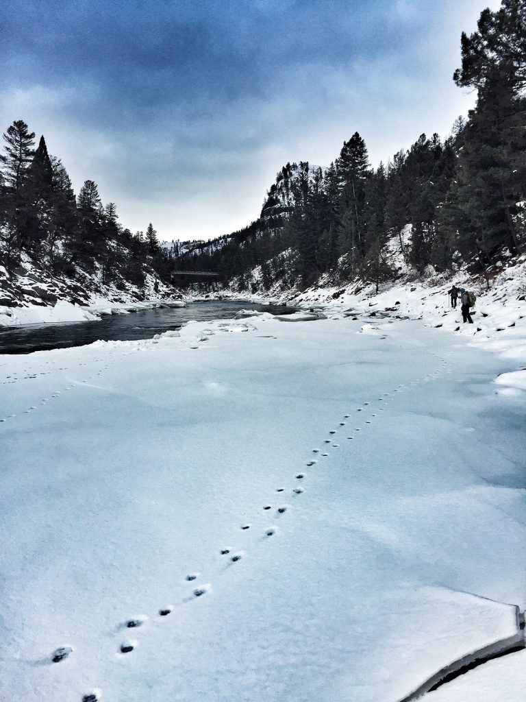 Fieldwork - Tracking cougars