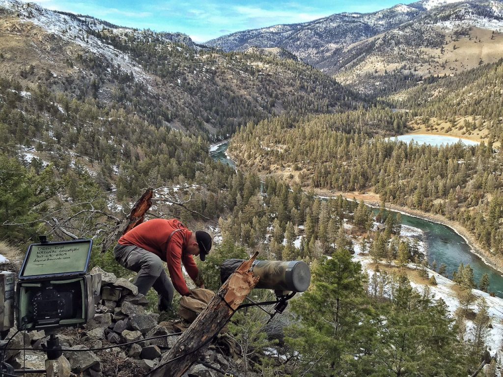 Cougar Study field work - placing remote cameras