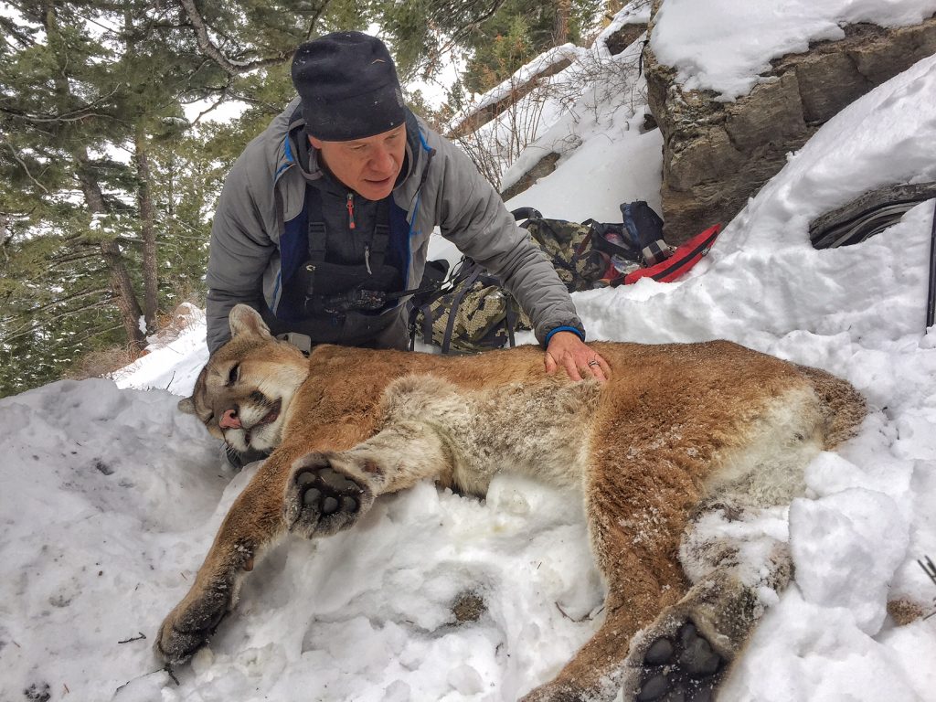 Cougar Study field work - Collaring