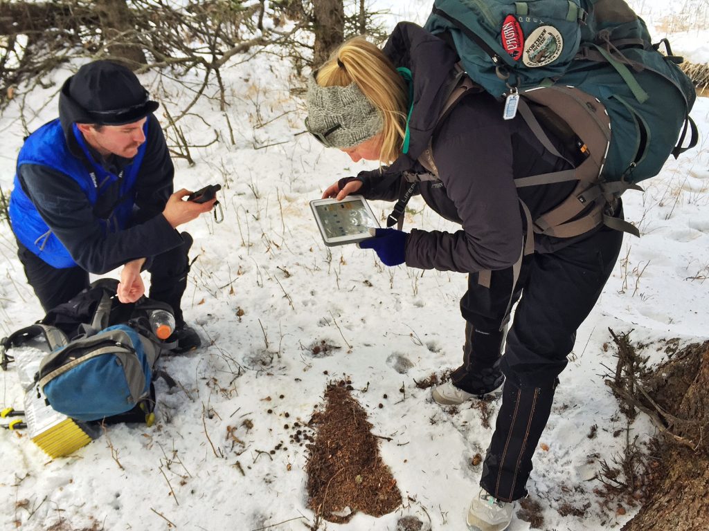 Cougar study field work