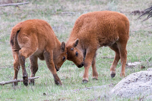Bison-Calves_20130512_Ludin_6430 Bison calves