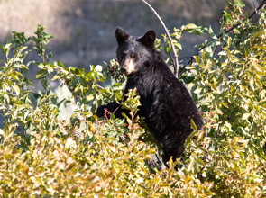 Black Bear