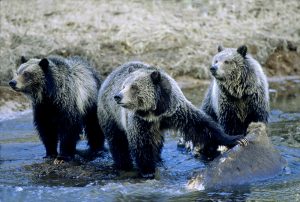 Grizzly Bears - copyright Tom Murphy