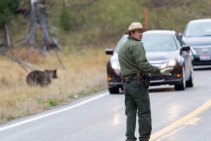 Wildlife Safety Ranger