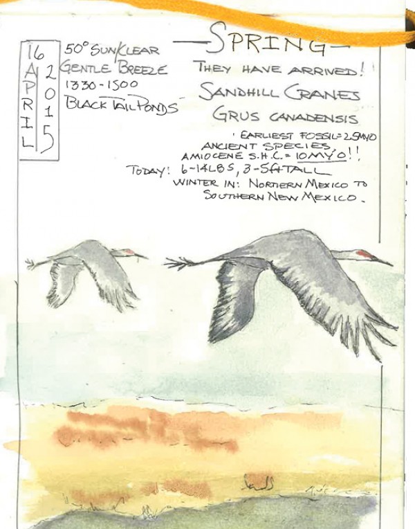 Nature Journal, Yellowstone Forever nature journal