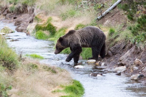 Grizzly bear