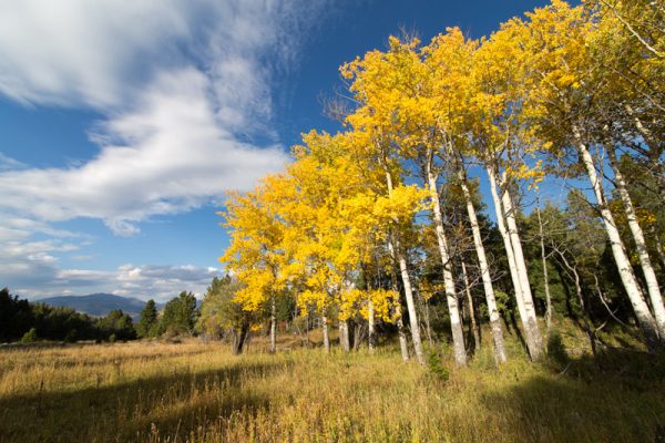 Fall aspens