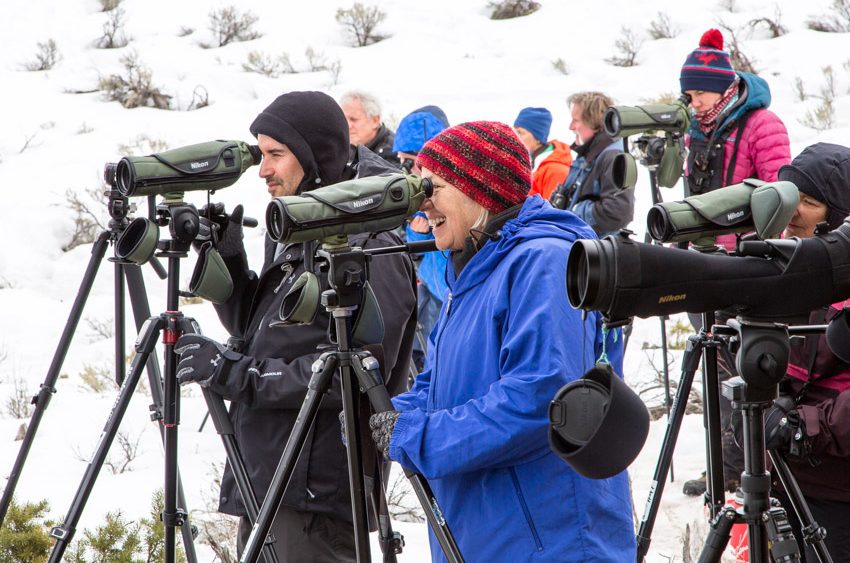 Winter wildlife watching