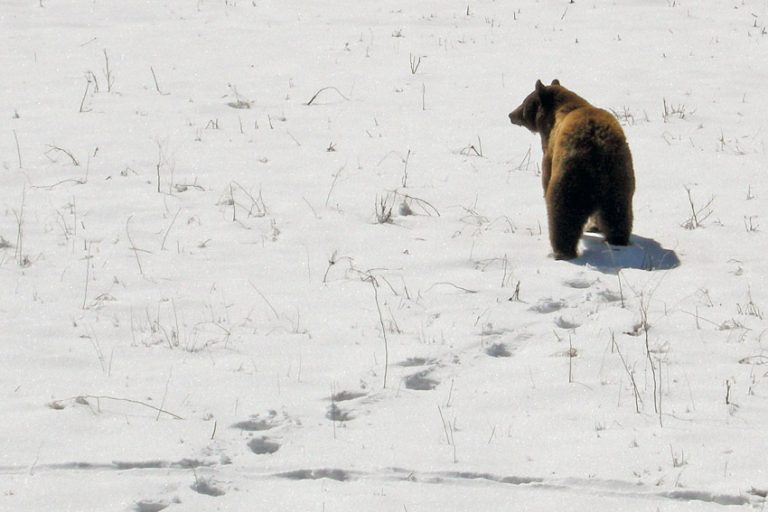 Bear Hibernation 5 Fun Facts Yellowstone Forever