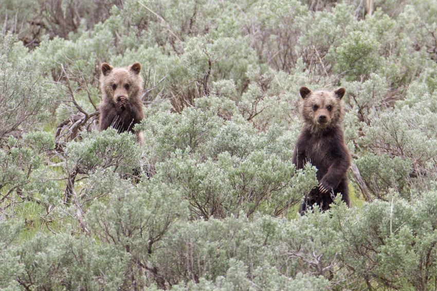Bear Hibernation: 5 Fun Facts - Yellowstone Forever