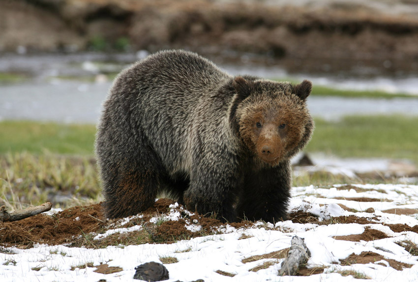 Big grizzly bear foraging in Yellowstone National Park. 