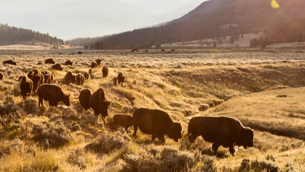 Bison in Lamar