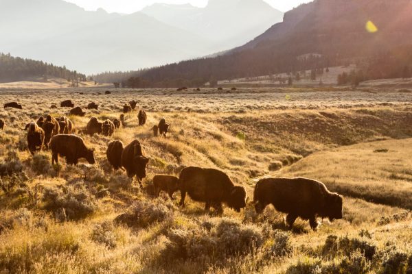 Bison in Lamar