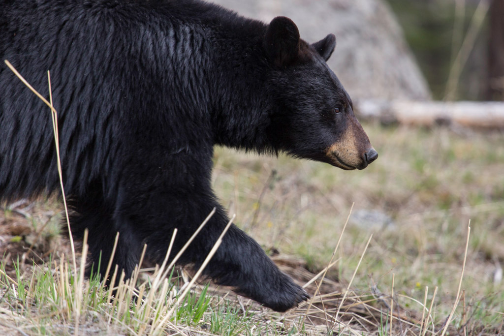 Bear in motion, Lamar Valley Black Bear in Lamar Valley