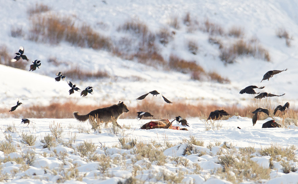 Ravens and wolves have a special relationship. Called “wolf birds” by various cultures, ravens have important ties to wolves. Like many scavengers