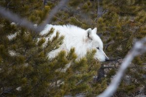 Alpha female, Canyon Pack