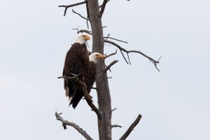 Bald eagle pair, Yellowstone Lake