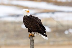 Bald Eagle on alert, Paradise Valley