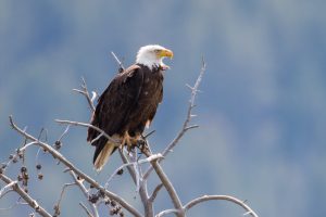 Bald eagle perched