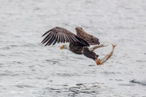 Bald Eagle fishing on Yellowstone Lake