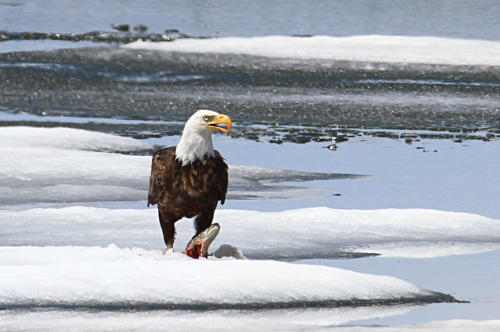 Bald eagle, Lewis Lake