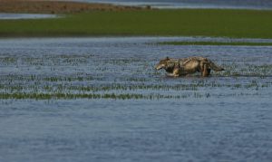 Wolf Crossing Creek