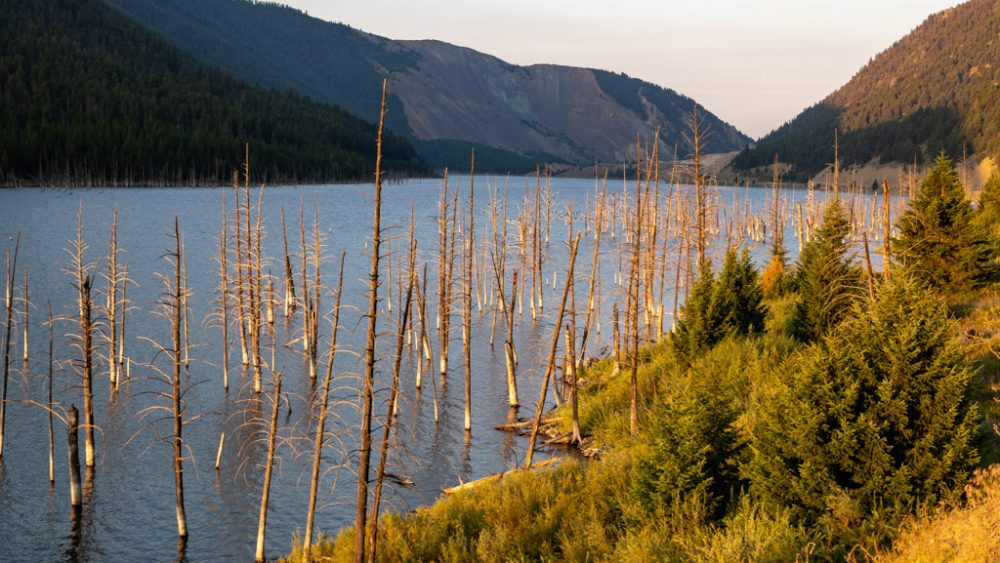 Quake Lake Trees, from Overlook