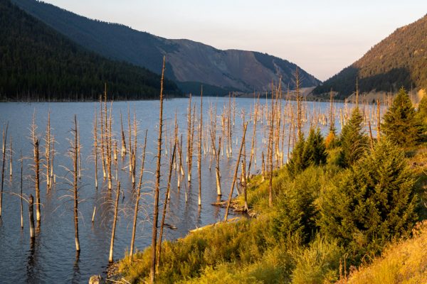 Quake Lake Trees, from Overlook