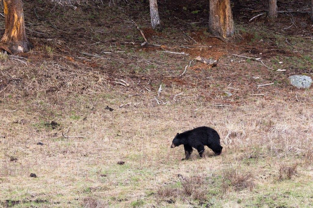 Black bear, Northern Range