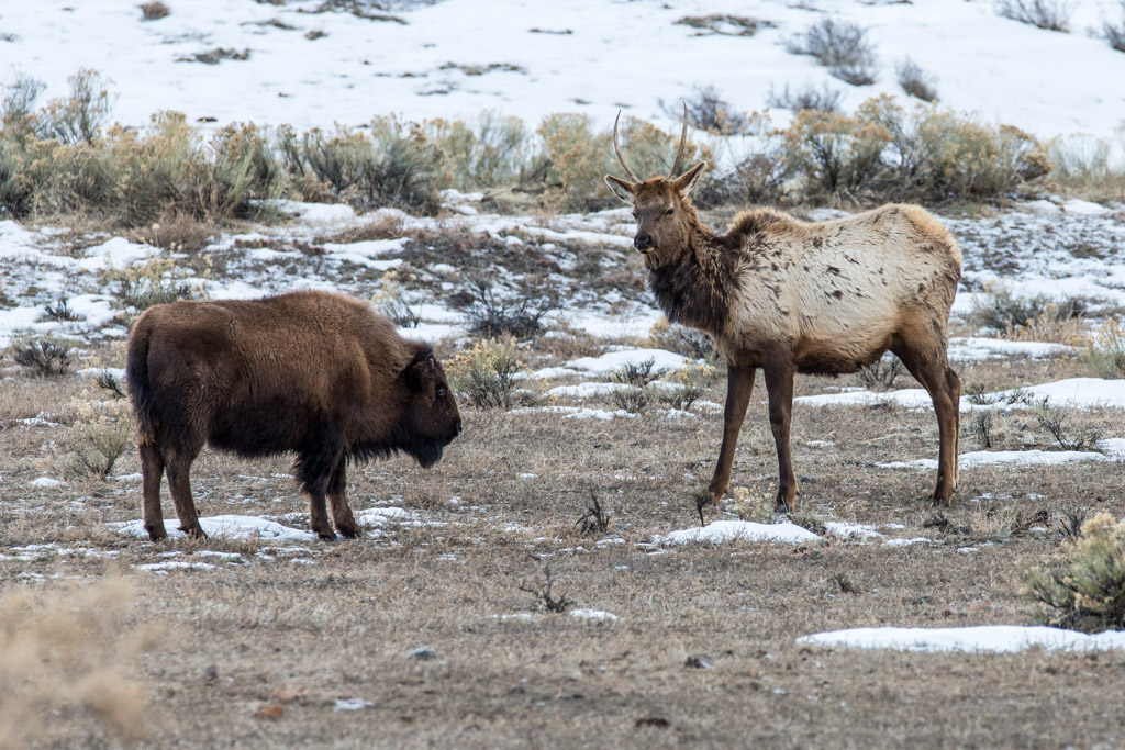 YF_BisonAndElkTogether_NorthernRange_LudinMatt