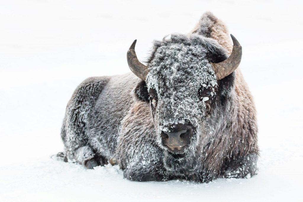 Frosted bison in Yellowstone winter