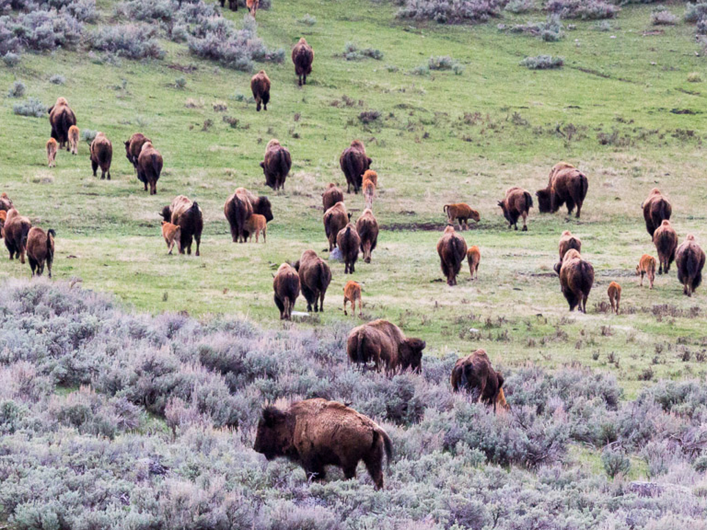 YF_BisonHerd_LamarValley_SPR13_LudinMatt_projects