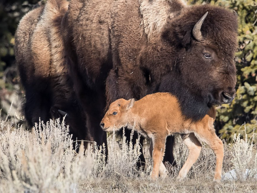 YF_WelcomeSeries_BisonCowAndCalf_APR2018_Futterer